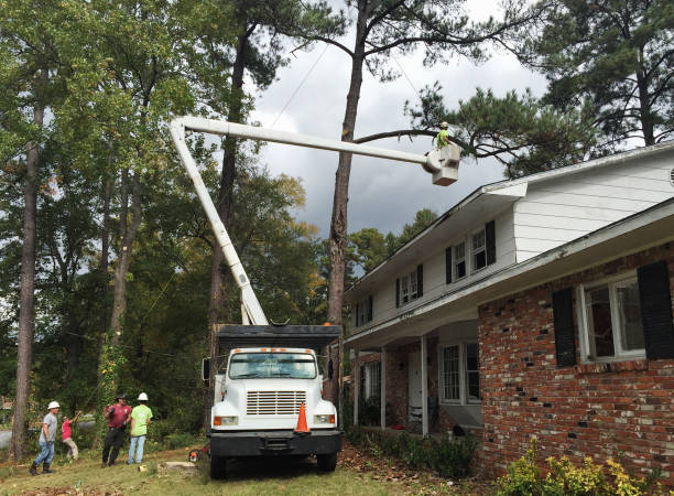 How Our Tree Care Process Works  in  Waynesburg, OH